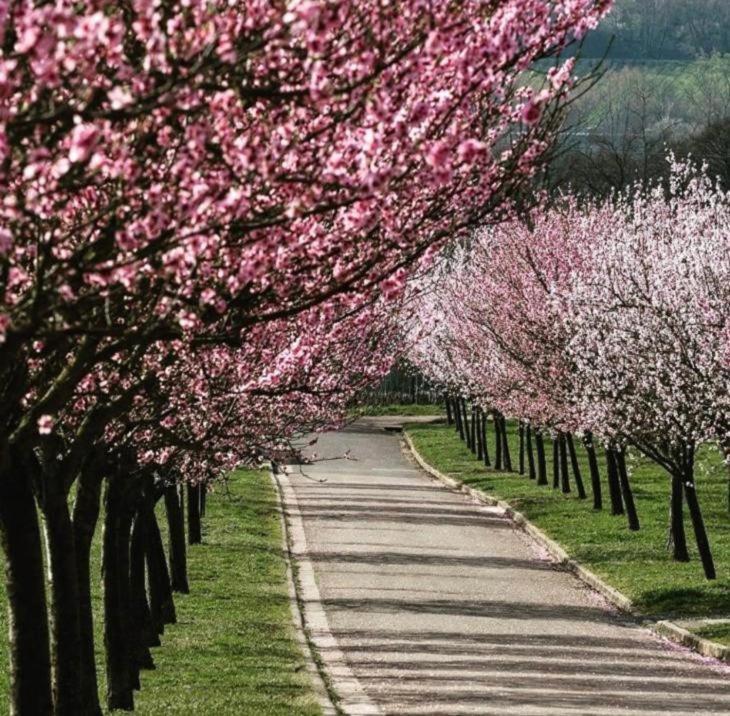 Wohnen Im Herzen Der Pfalz Neustadt an der Weinstraße 외부 사진